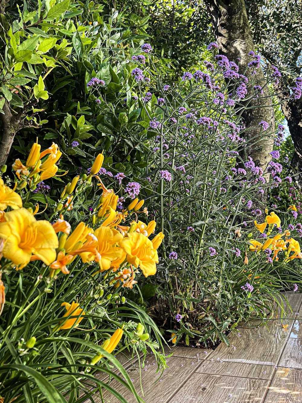Sughere a cupola, giardino privato a San Felice Circeo (2023) — fotografia 11 di 13