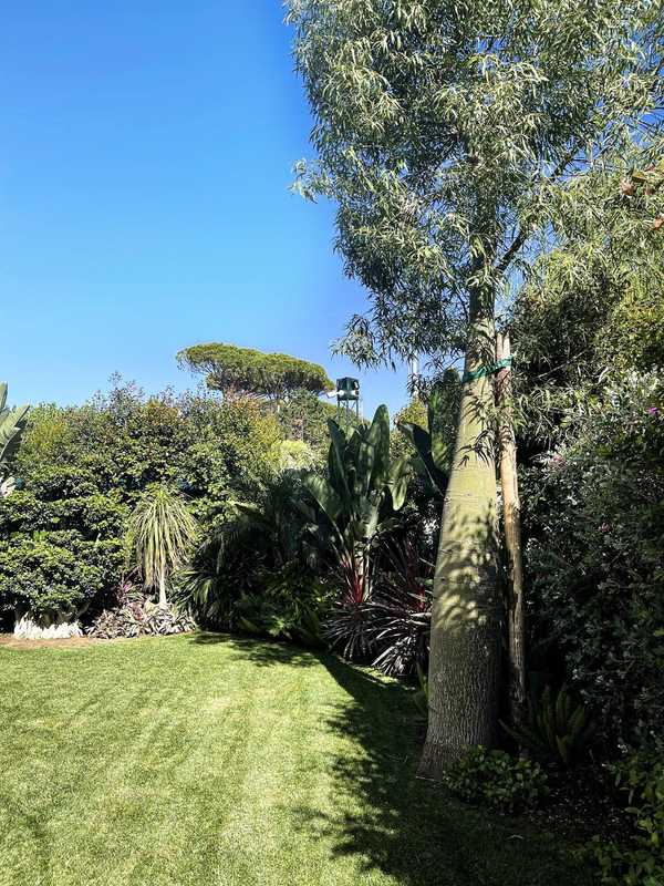 Sughere a cupola, giardino privato a San Felice Circeo (2023) — fotografia 7 di 13